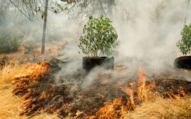 AP_Wildfires_Cannabis_2-1024×640