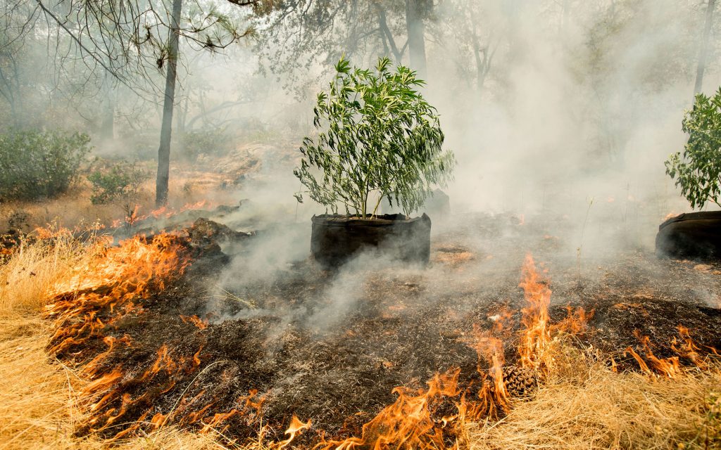 AP_Wildfires_Cannabis_2-1024×640