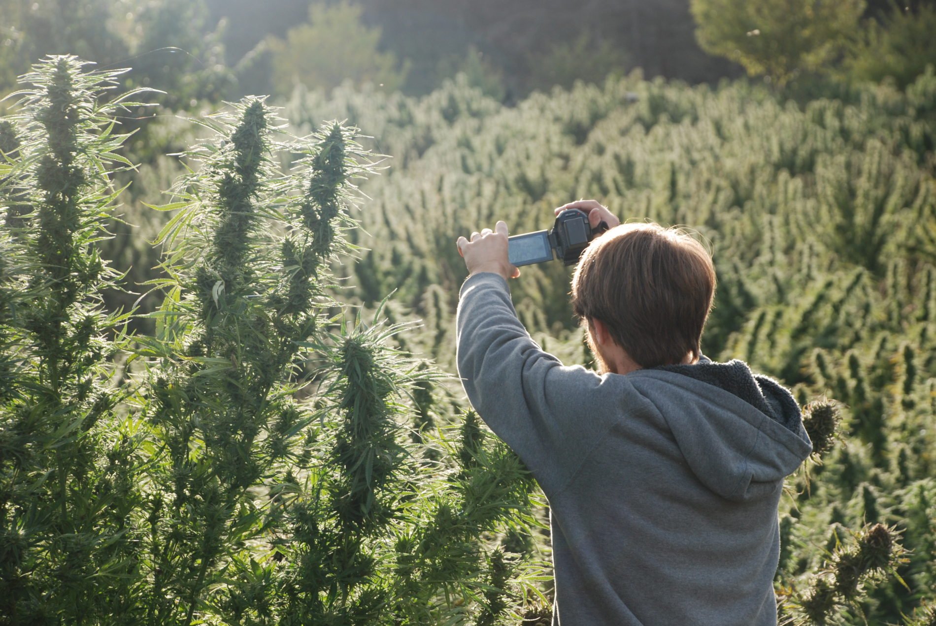 Filming the cultivation