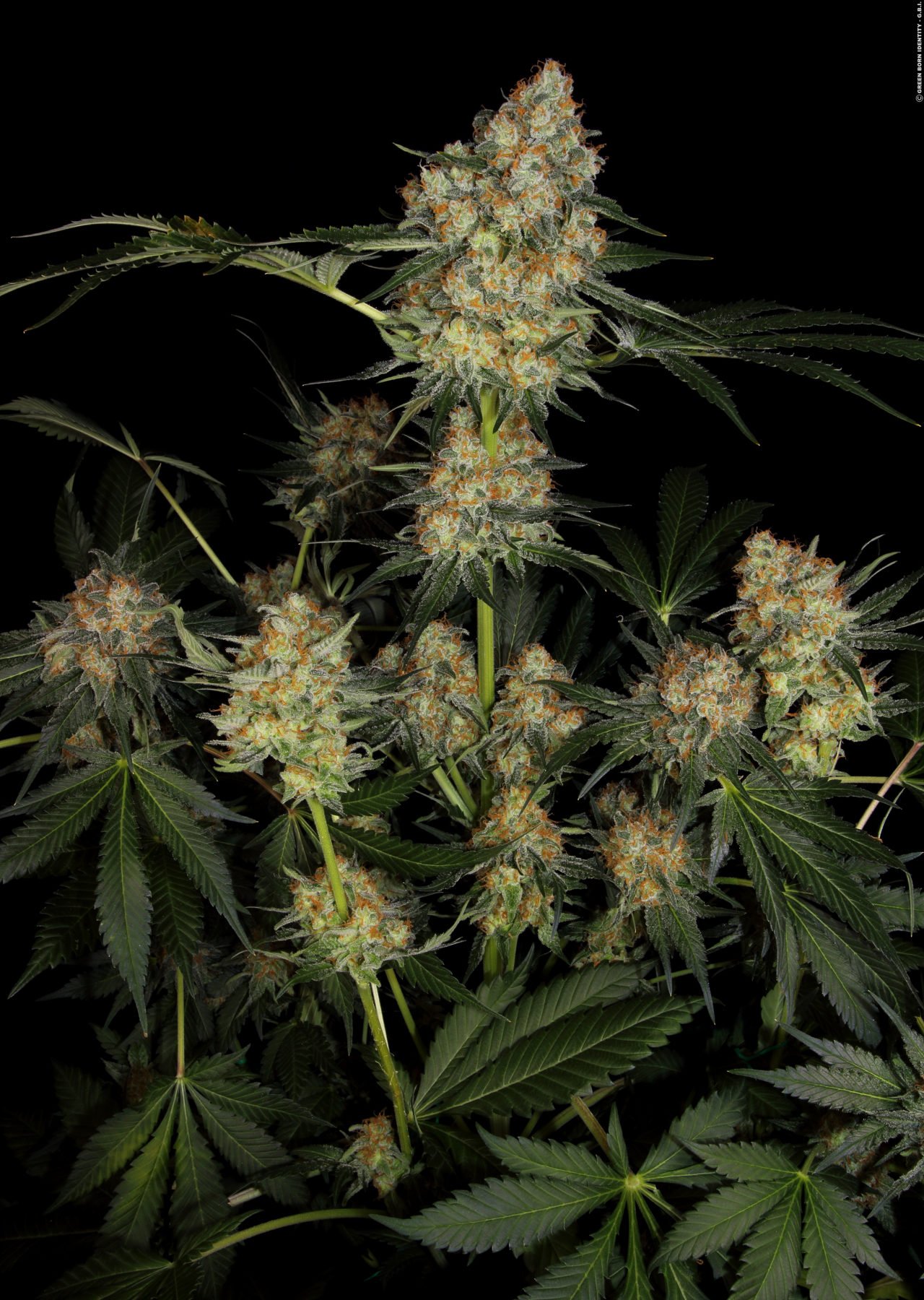 dinachem_from-seed_12_copyright-by-gbi-2016