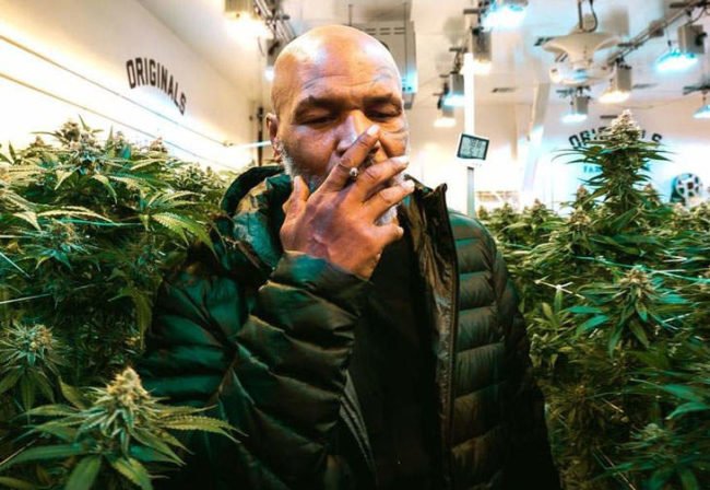 miketysonweed2019