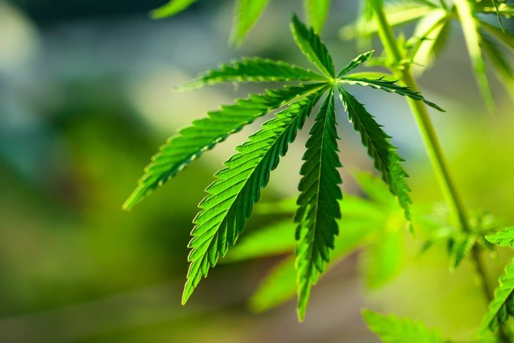 SPECIAL-FEATURE-What-is-the-regulatory-status-of-CBD-in-food-and-beverage-products_wrbm_large