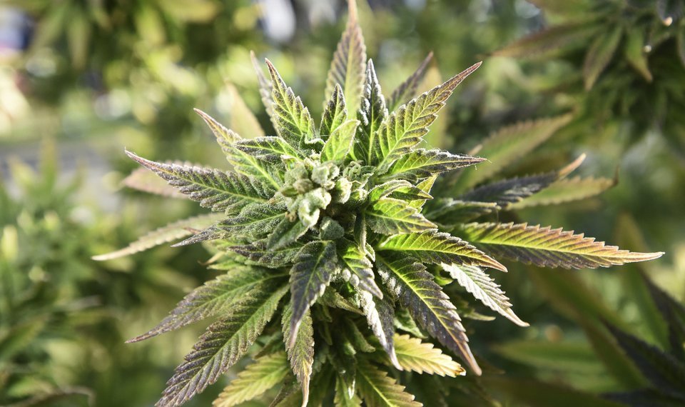 Erasing Marijuana Convictions