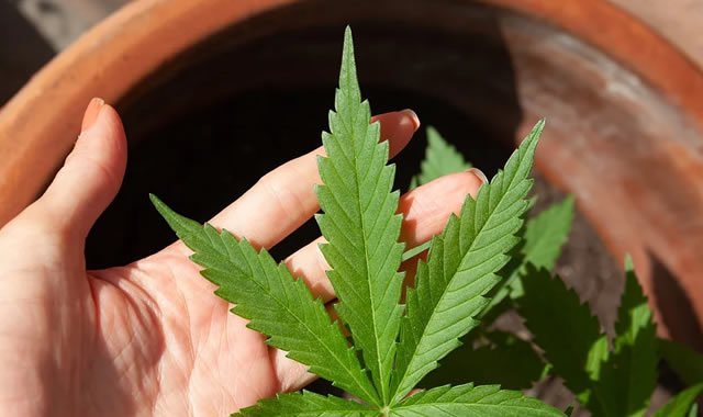 symtomax_cultivation-1-640×380