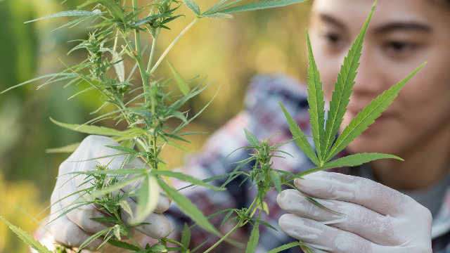 women-in-cannabis-study-now-available-to-women-in-the-uk-312228
