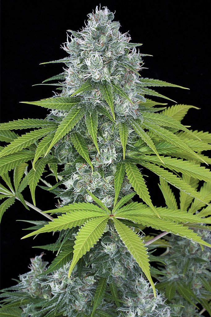 002926-powerkush