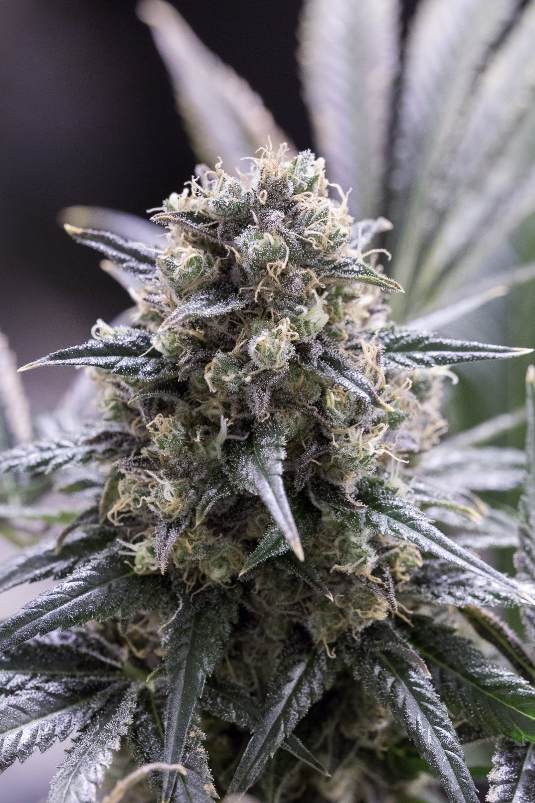 quick-dinamed-cbd-RGB-72ppp