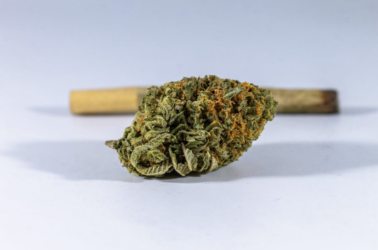 cannabis-plant-weed-world