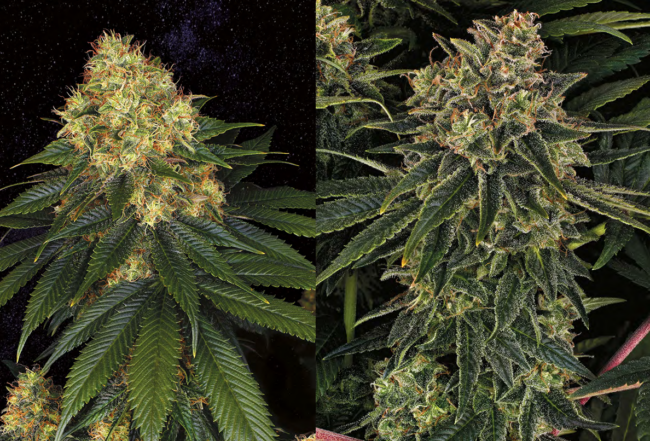 barney’sfarm_skywalker_og_auto