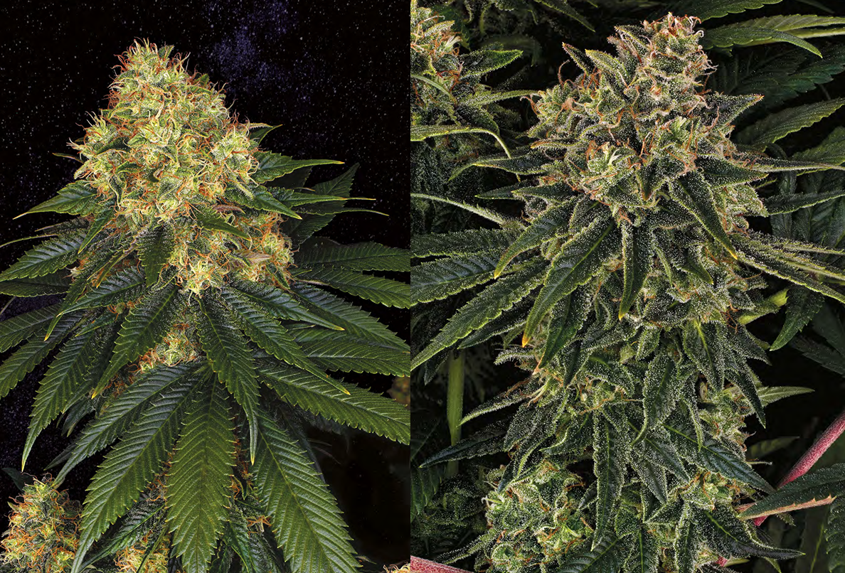 barney’sfarm_skywalker_og_auto