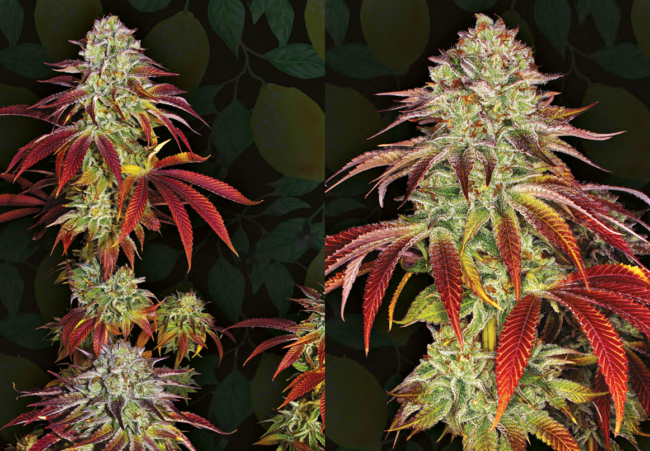 lemon-tree-cannabis-seeds-barney’sfarm