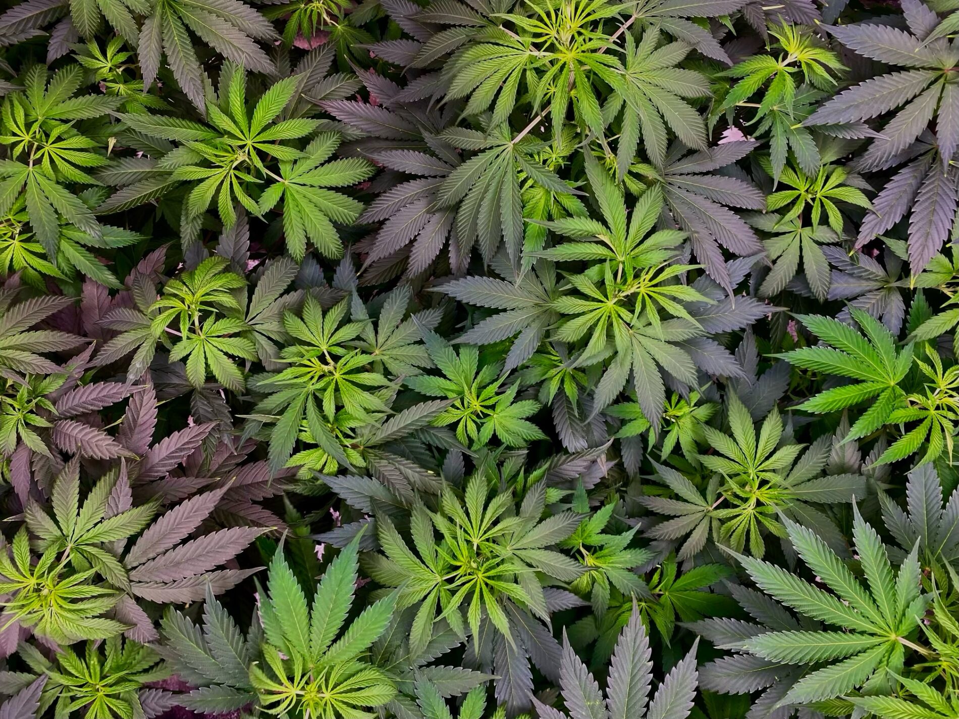 masonicseeds_1