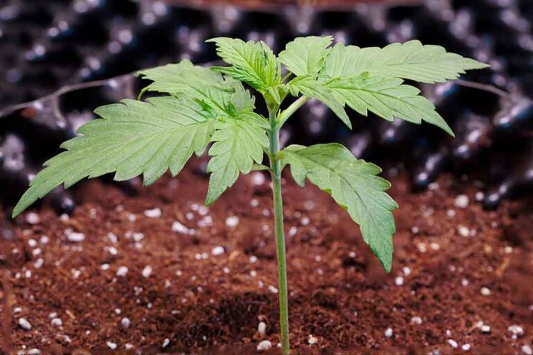 Dutch Passion Auto Mac