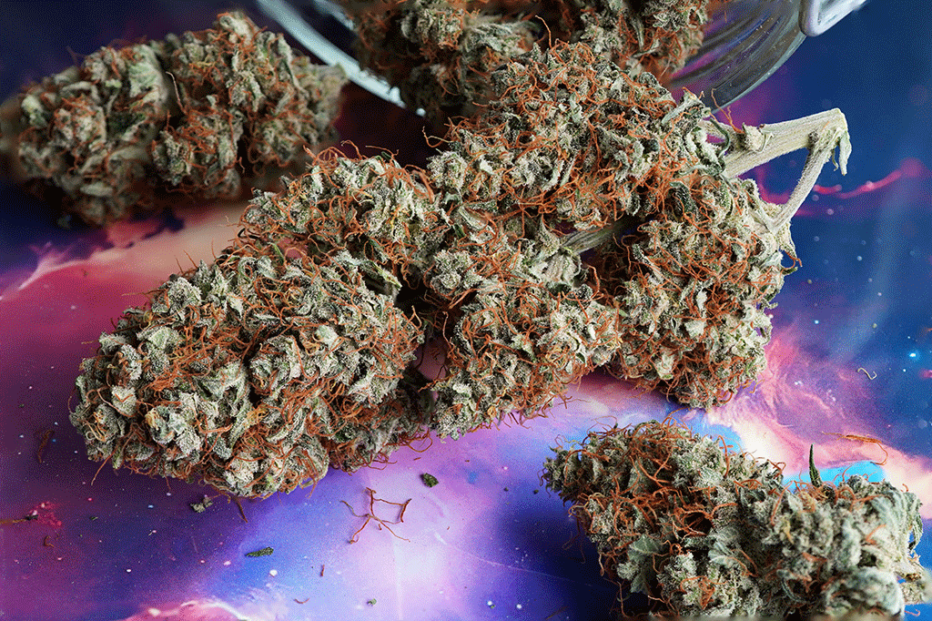 Auto-MAC1-harvest-buds-B