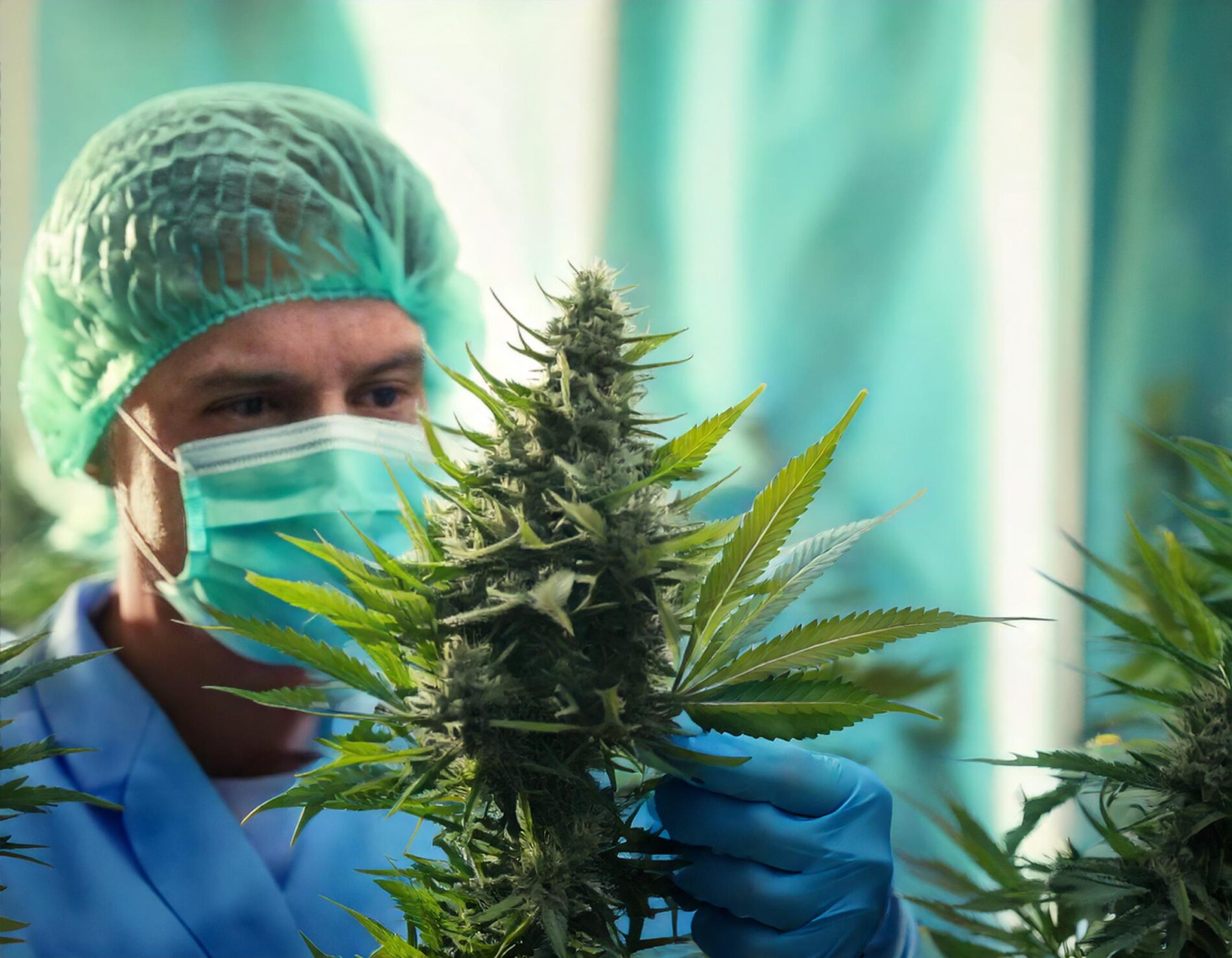 Firefly medical trials cannabis 56122 (1)