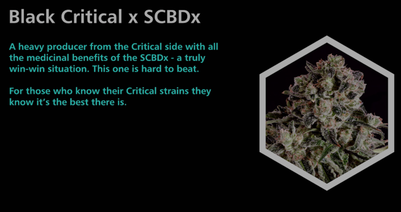 Black Critical X SCBDx - SuperCBDx