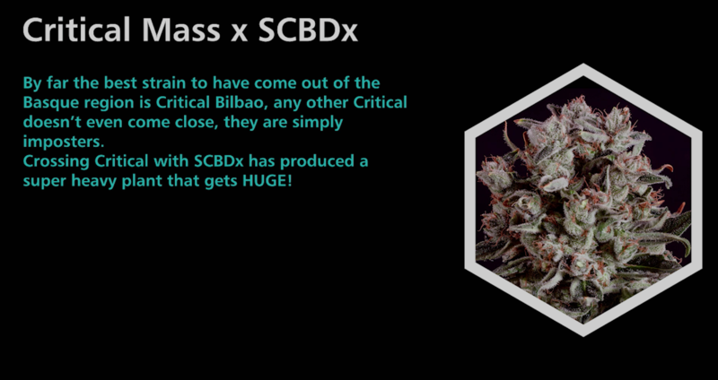 Critical Mass X SCBDx - SuperCBDx
