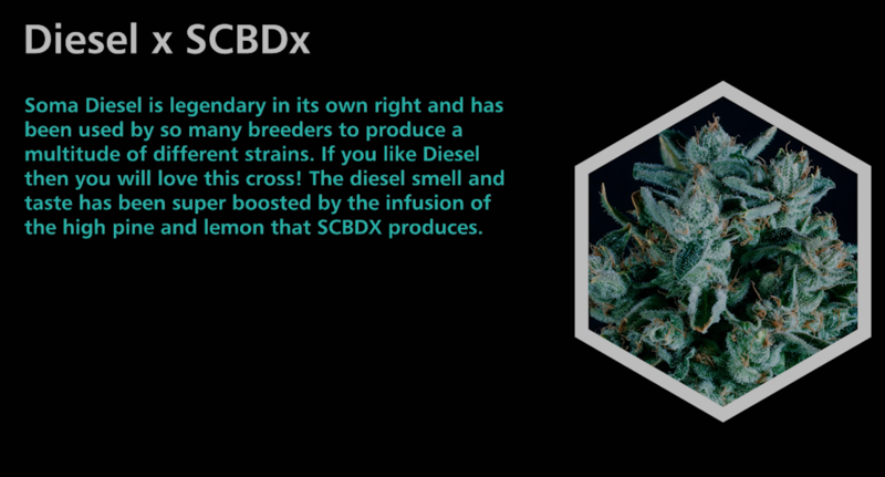 Diesel X SCBDx - SuperCBDx