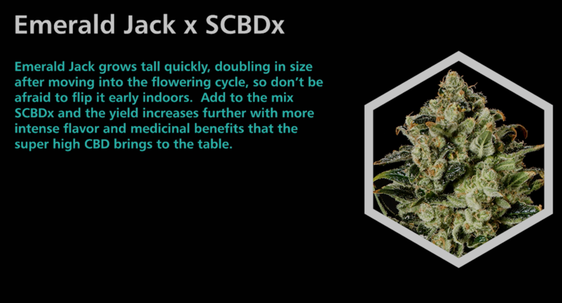 Emerald Jack X SCBDx - SuperCBDx