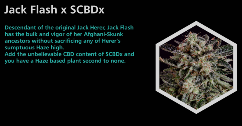 Jack Flash X SCBDx - SuperCBDx