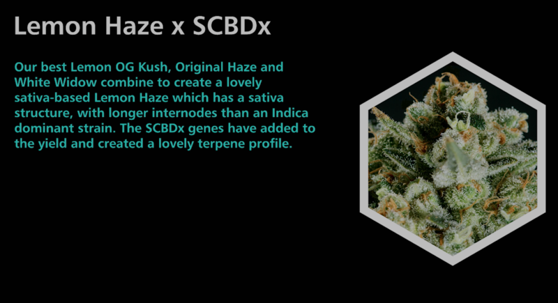 Lemon Haze X SCBDx - SuperCBDx