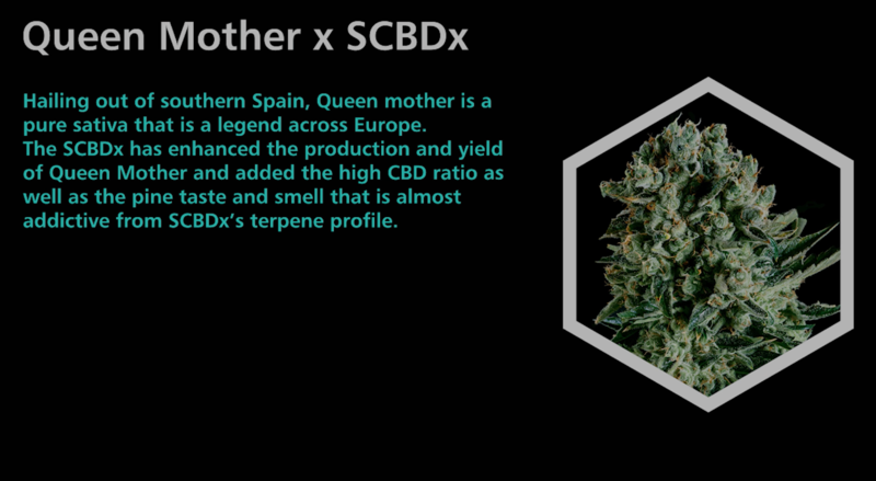 Queen Mother X SCBDx - SuperCBDx