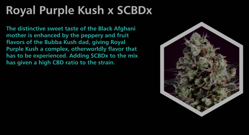 Royal Purple Kush X SCBDx - SuperCBDx