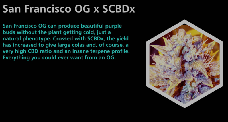 San Francisco OG X SCBDx - SuperCBDx