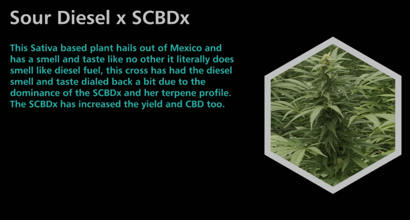 Sour Diesel X SCBDx - SuperCBDx