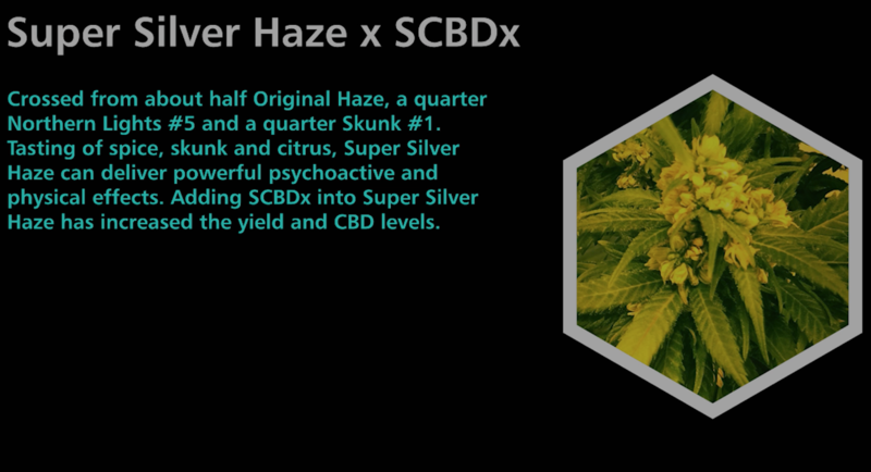Super Silver Haze X SCBDx - SuperCBDx
