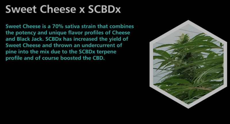 Sweet Cheese X SCBDx - SuperCBDx