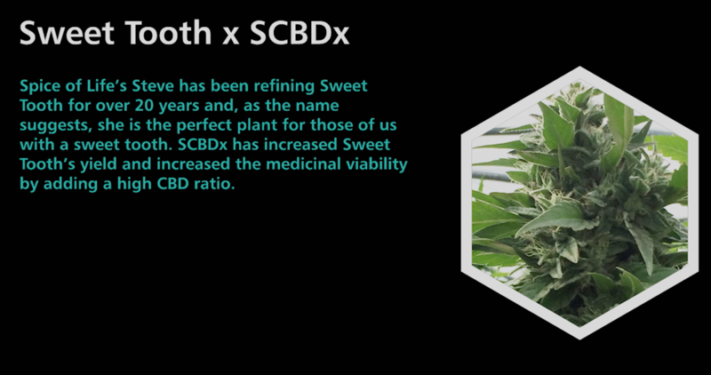 Sweet Tooth X SCBDx - SuperCBDx