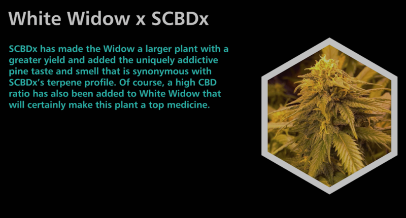 White Widow X SCBDx - SuperCBDx