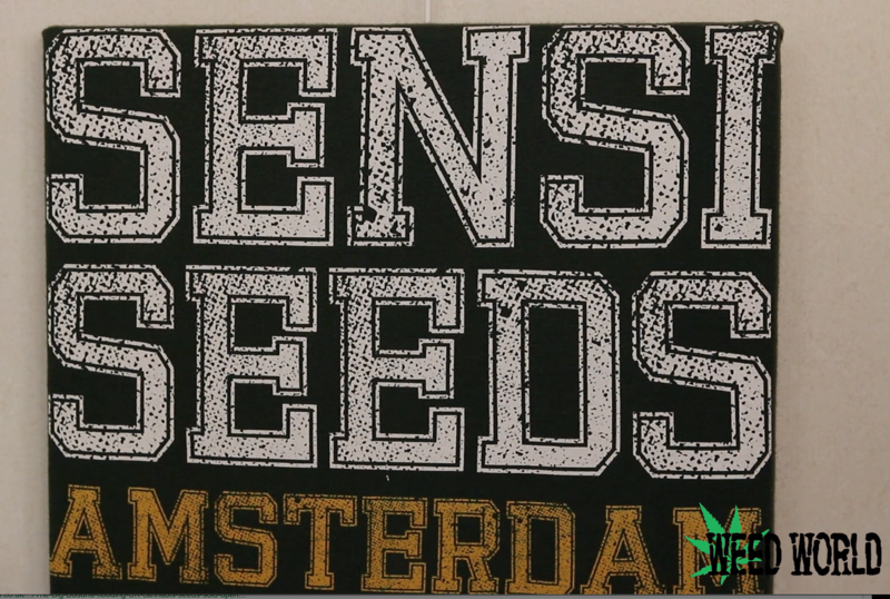 Exclusive interview with Sensi Seeds