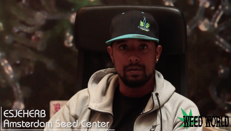 Interview with Amsterdam Seed Centre