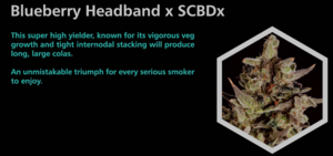 Blueberry H/B - SuperCBDx