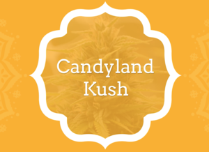 Candyland Kush - KCS