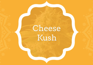Cheese Kush - KCS