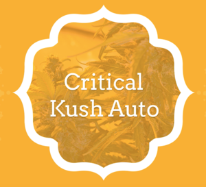 Critical Kush Auto - KCS