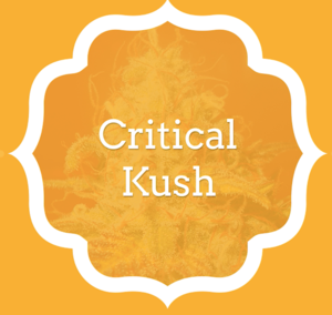 Critical Kush - KCS