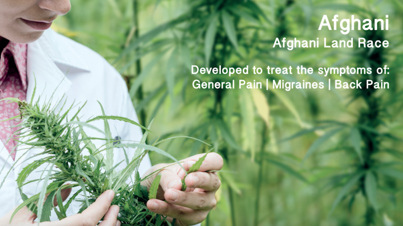 Medicann Afghani 