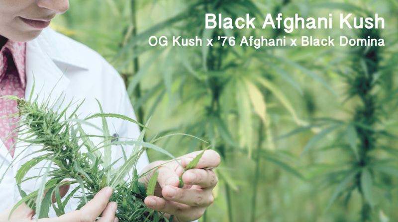 Medicann Black Afghani Kush