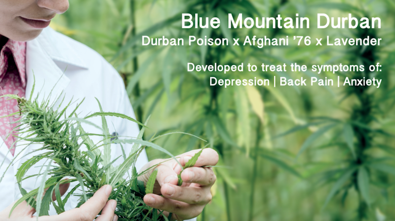 Medicann Blue Mountain Durban