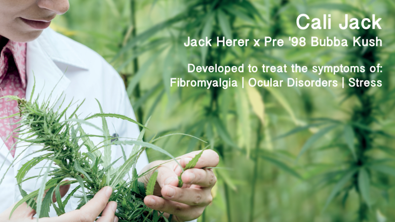 Medicann Cali Jack