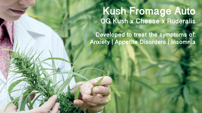 Medicann Kush Fromage Auto