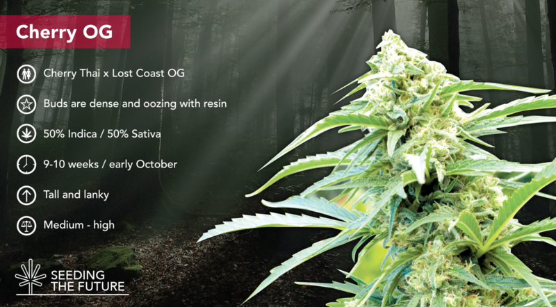 Cherry OG - ETS