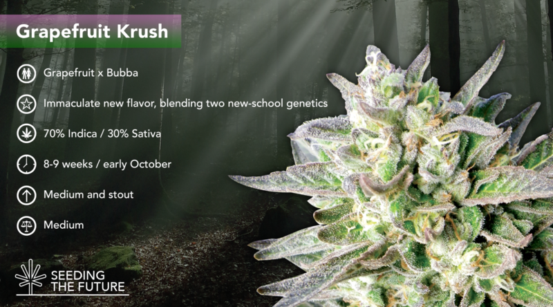 Grapefruit Krush - ETS