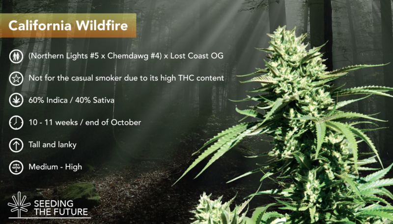 California Wildfire - ETS