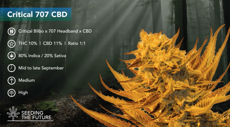 Critical 707 CBD - ETS