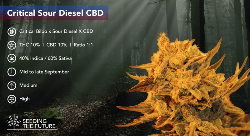 Critical Sour Diesel CBD